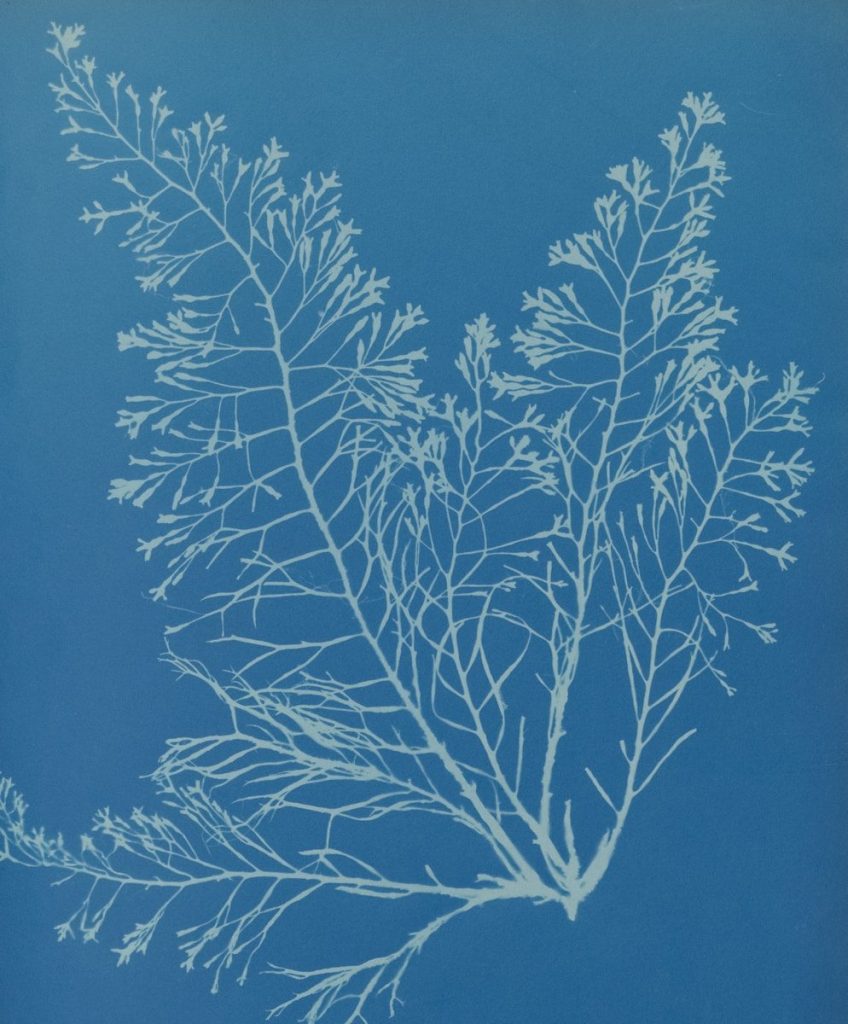 Delicate white plant silhouette on a vibrant blue background.