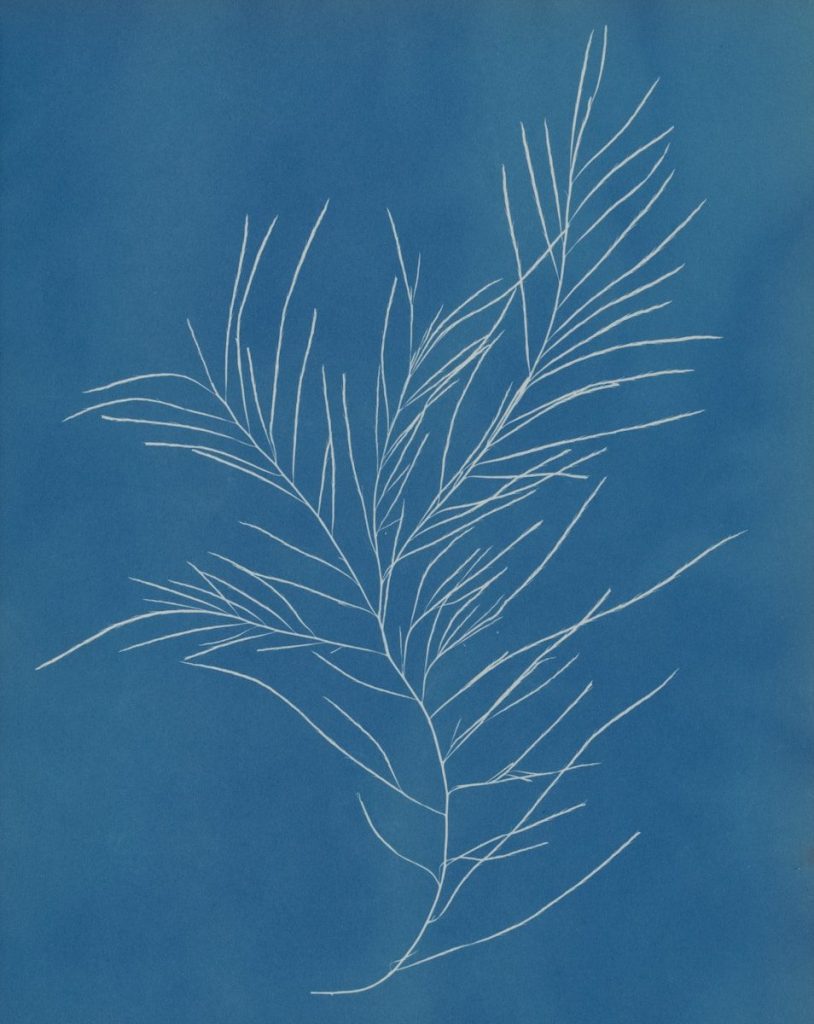 White botanical silhouette on a blue background.