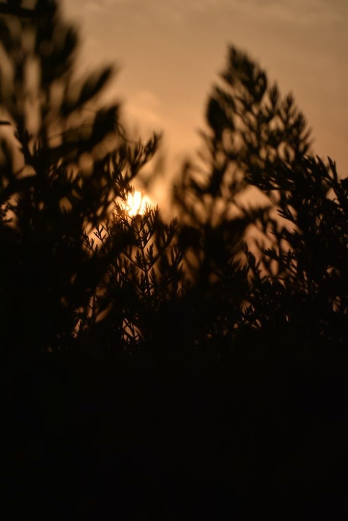 pexels-photo-11671245 Silhouette of plants against a dramatic sunset sky, creating a serene and moody atmosphere.