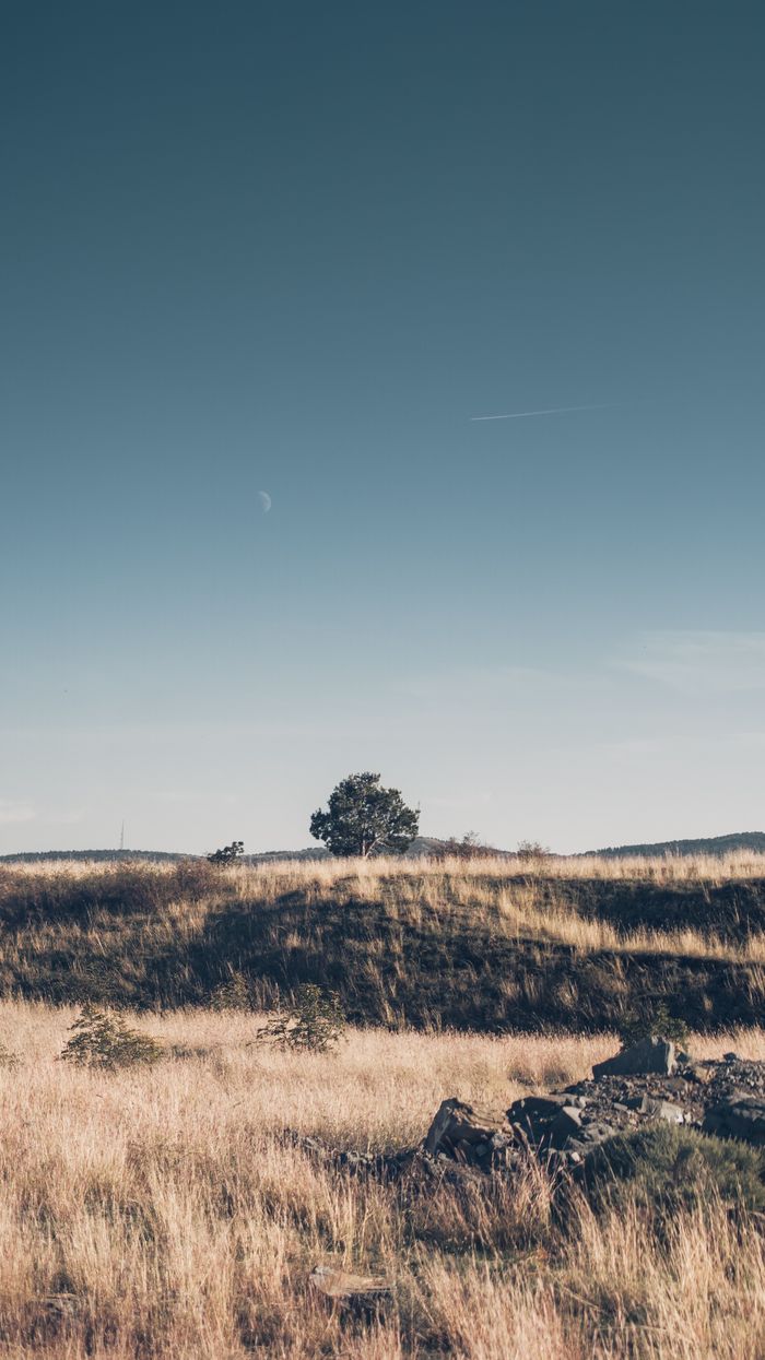 A tranquil landscape of a dry meadow under a clear blue sky, featuring lone tree and gentle hills.