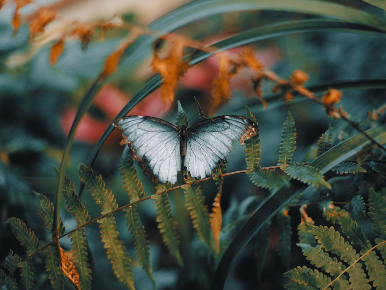 services-img Serene close-up of a white butterfly resting on lush green fern leaves, showcasing natural beauty.